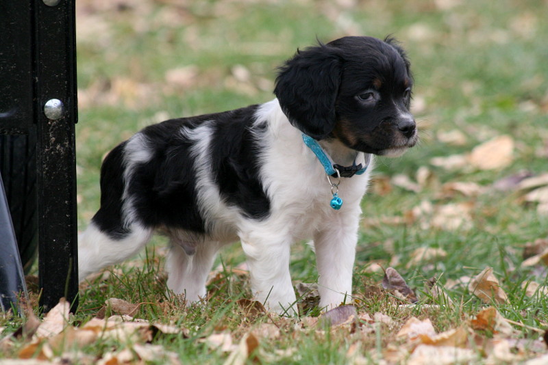 French brittany spaniel store black and white